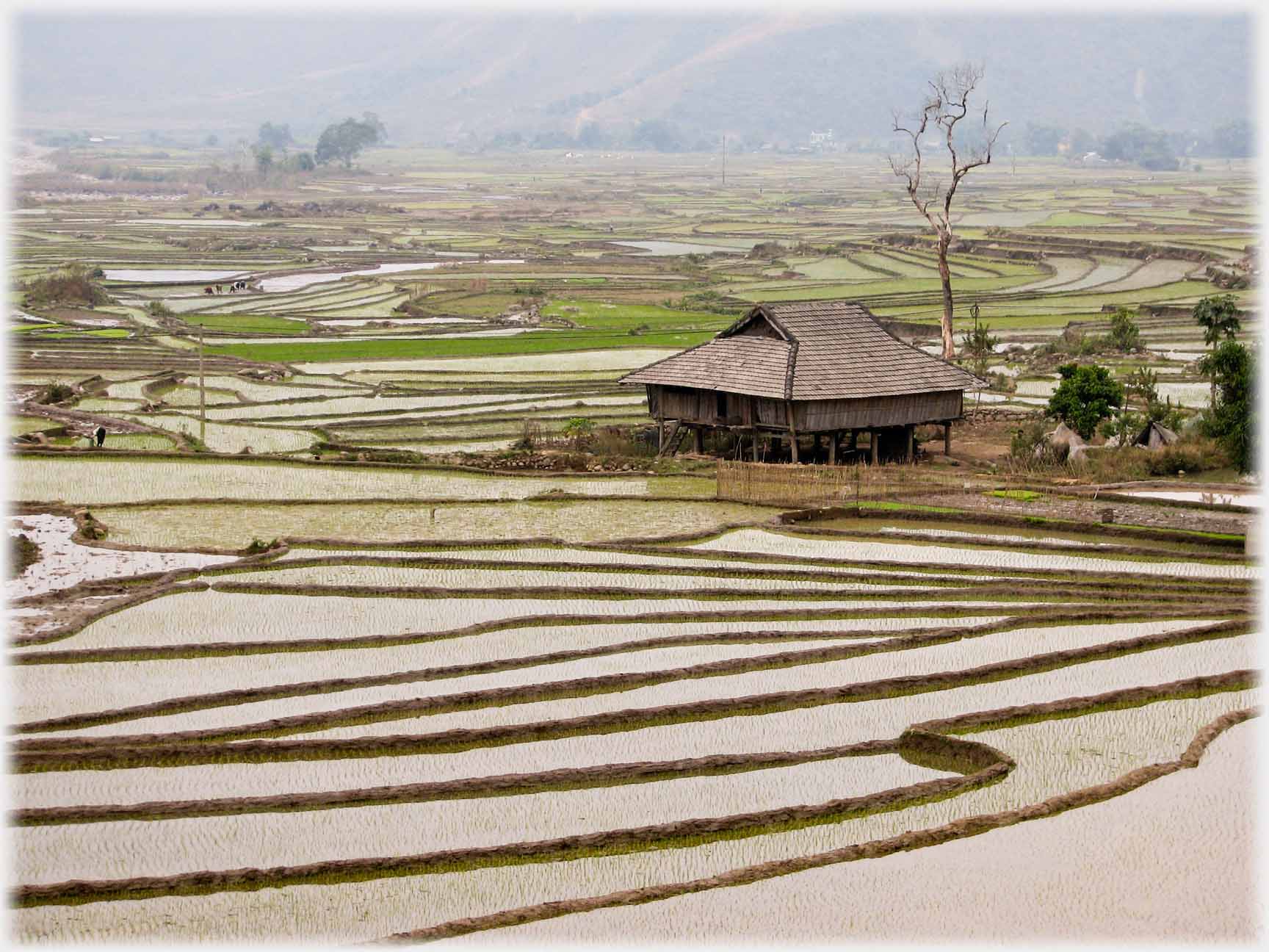 House with fields on newly planted paddy just showing.
