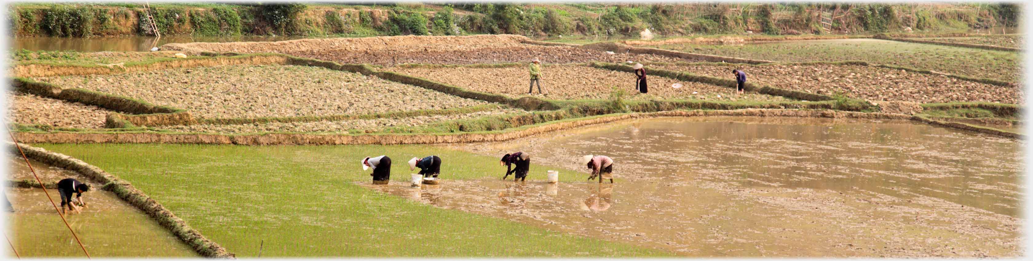 Four women planting at edge of green area of field.