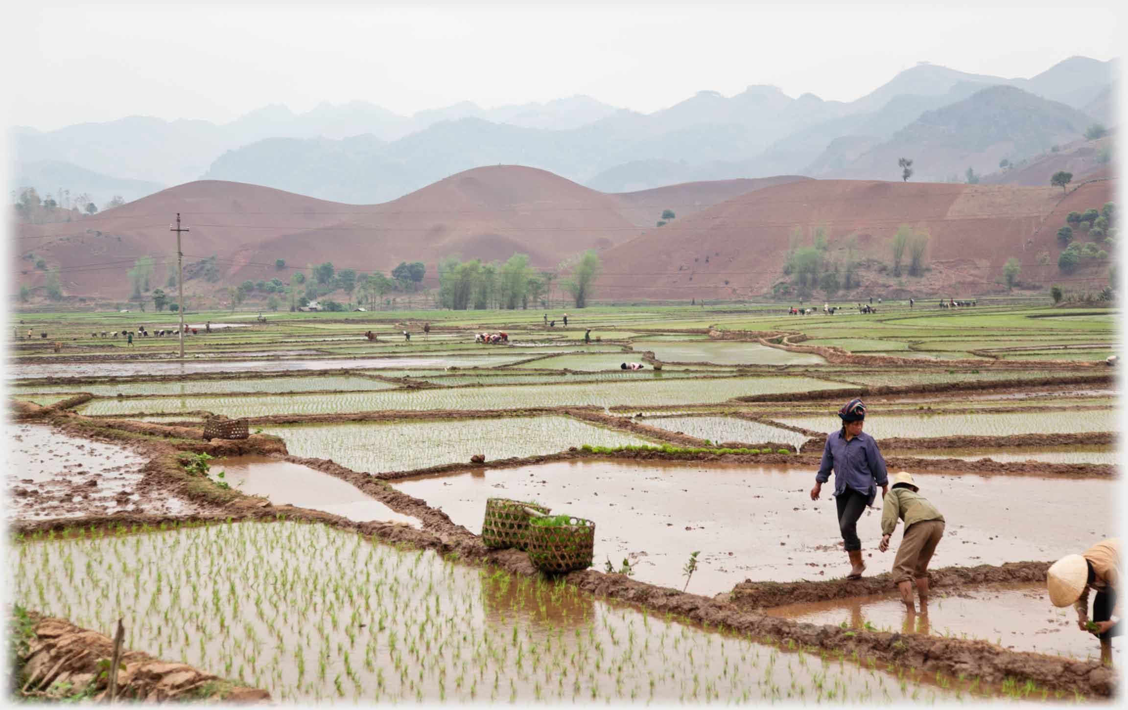 Newly planted field, workers, against backdrop of distant fields and workers, and mountains.
