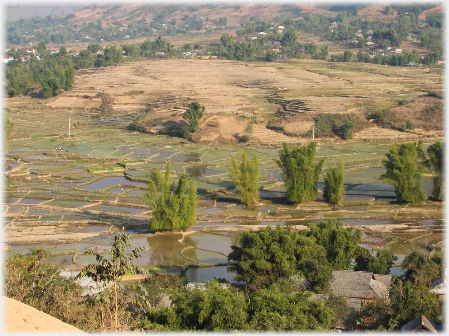 General view of many fields with water filling them, green shoots appearing and bamboos separateing some fields.