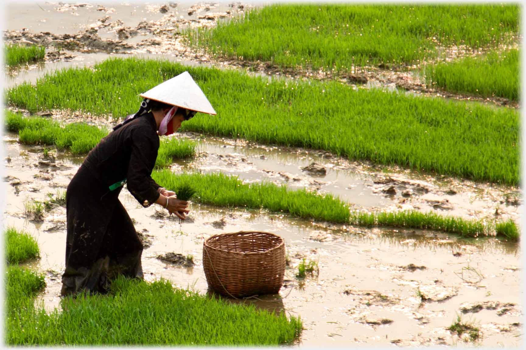 Woman going to place paddy in basket.