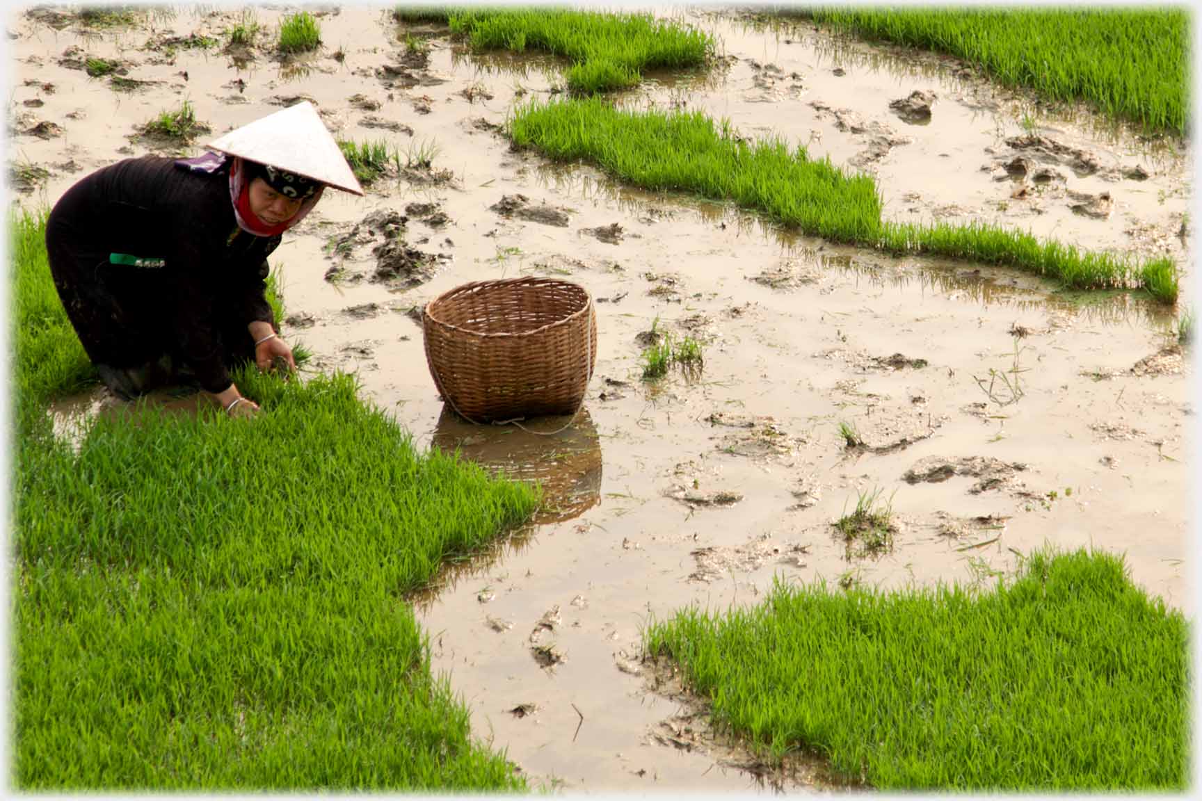 Woman looking up at photographer as she plucks handfuls of paddy.