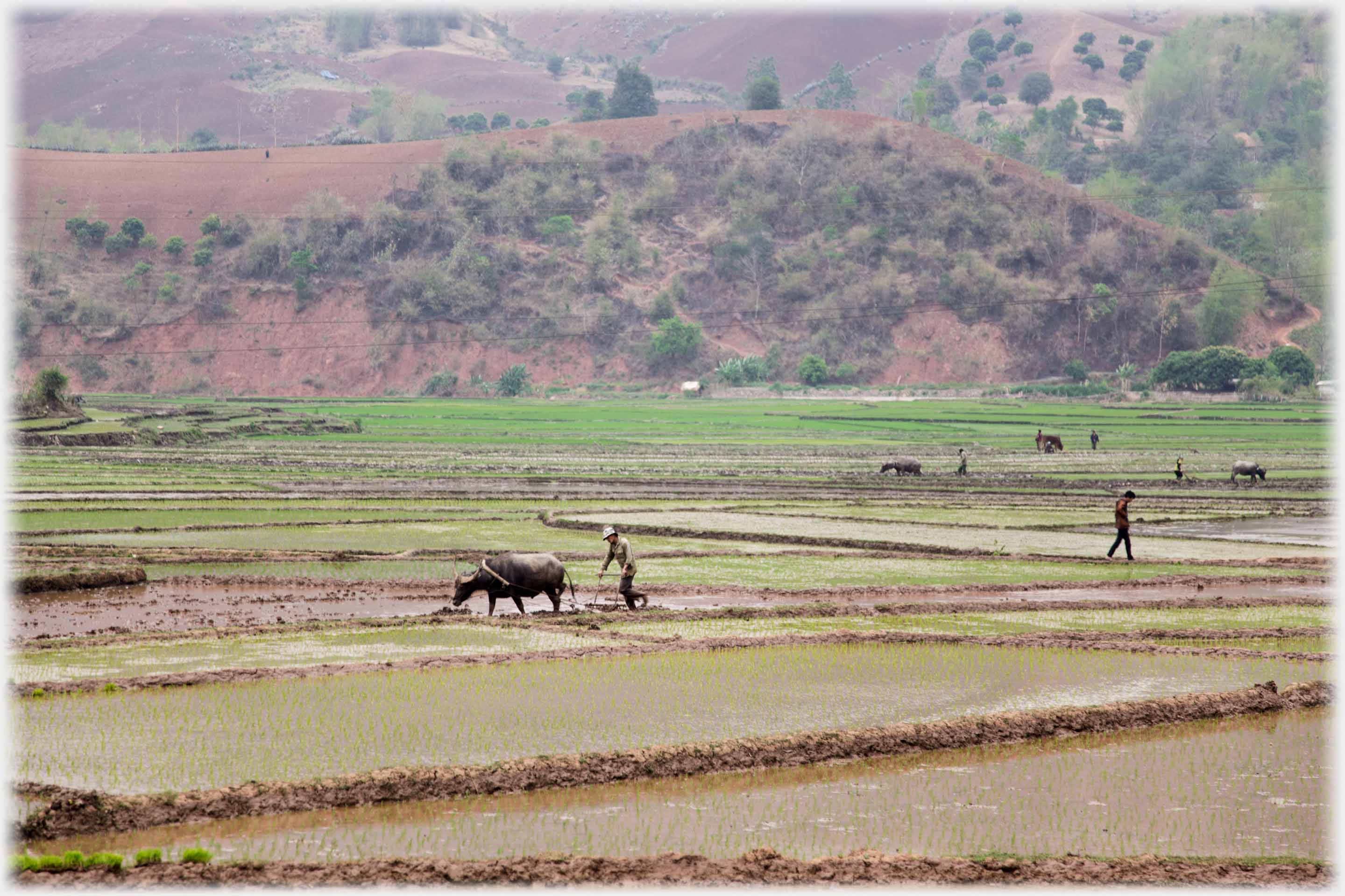 Wide area of fields with four buffalo visible.