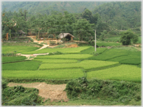 Patchwork of green paddy fields below a village.