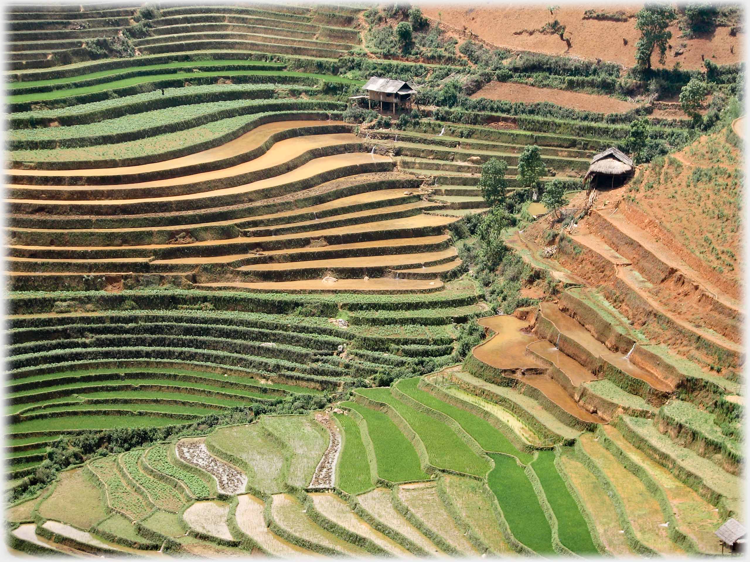 Dense pattern of curved terraces in side valley.
