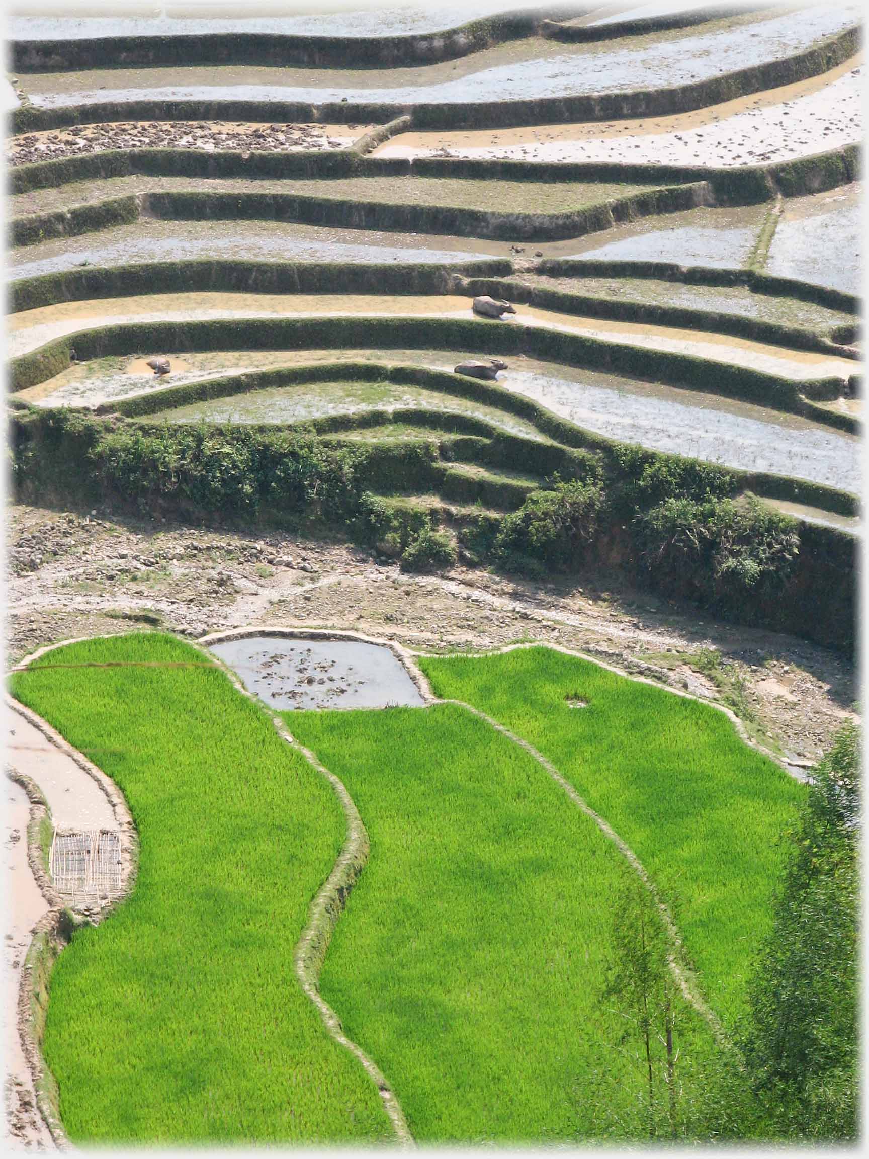 Terraced mud fields with buffalo and in foreground three dense green fields.