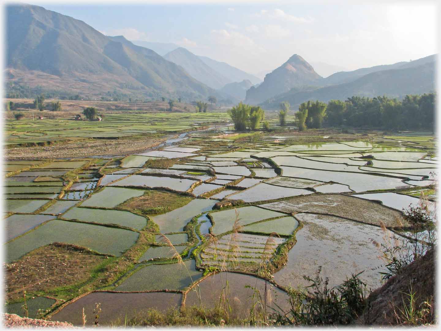 Pattern of fields, near ones under water, bamboos and mountains.