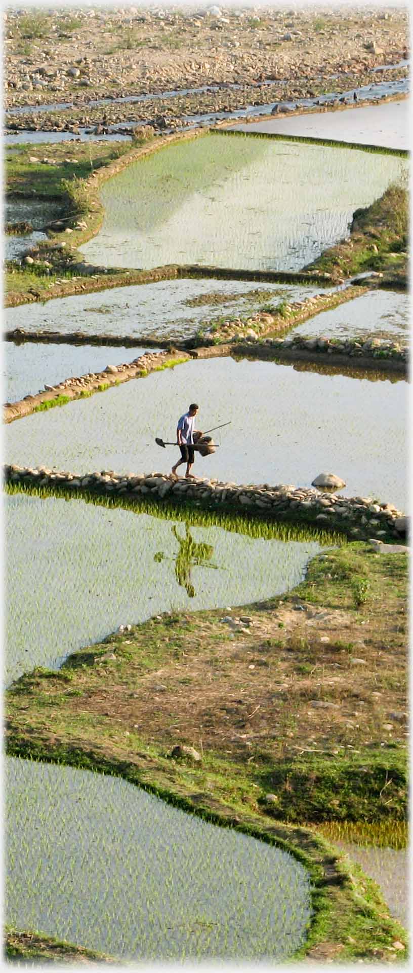 Man walking on dyke with reflection in water filled field