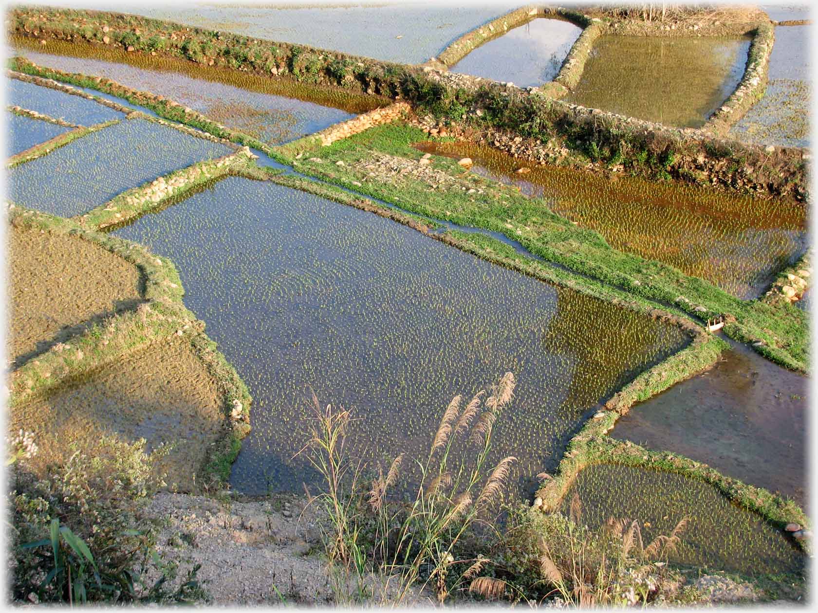 Field with paddy seedlings just showing above the water.