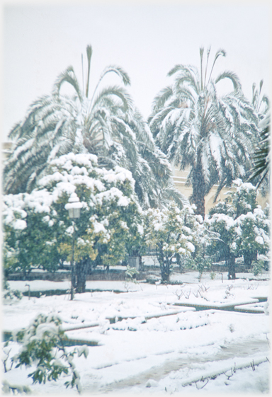 Narenjestan snow on orange and palm trees.