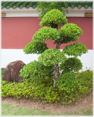Immaculate bonsai.