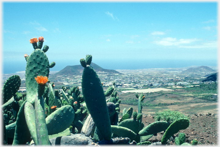 South coast of tenerife with cactus.