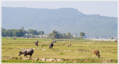 Field with buffalo.