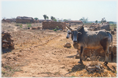 Cow in Uttar Pradesh