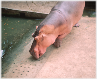 Hippo in concrete bunker.