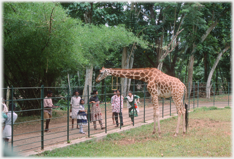 Giraffe leaning over fence.