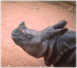 Rhino head.