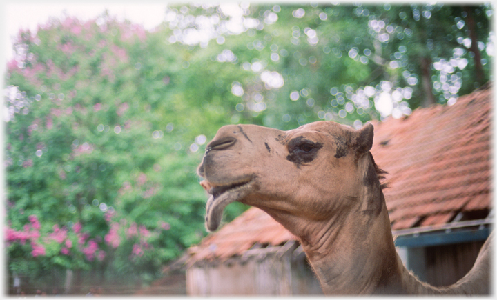 Camel with lip.