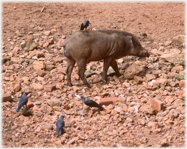 Wild boar with crow on its back.