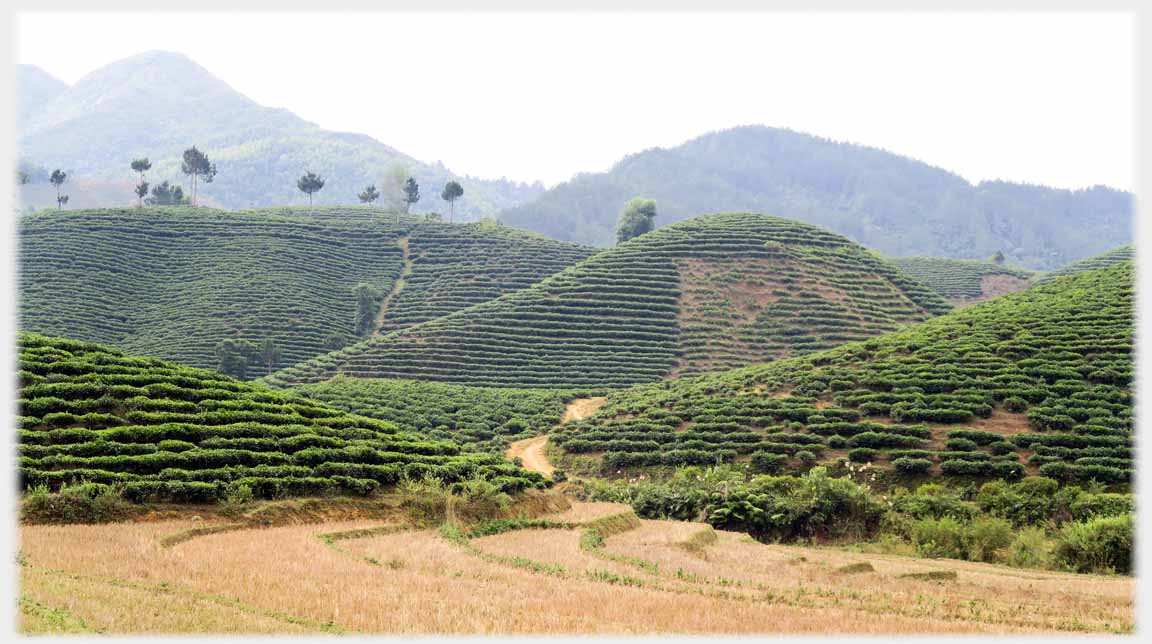 Rounded hills lined with tea terraces.