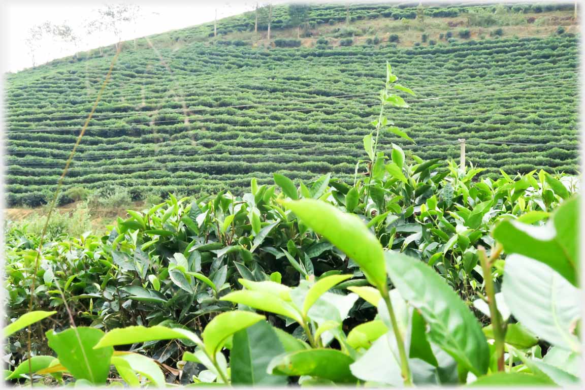 Terraced hillside with tea leaves in foreground.