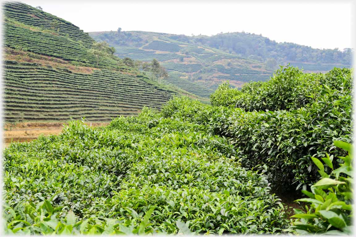 Foreground tea bushes, background tea terraces.
