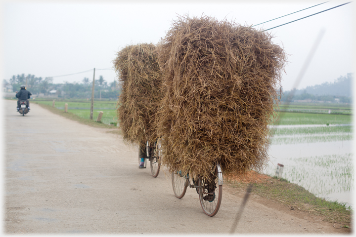 Two bicycles so laden with hay that only the feet of the cyclists show.