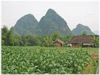 Tobacco Fields