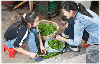 Preparing vegetables