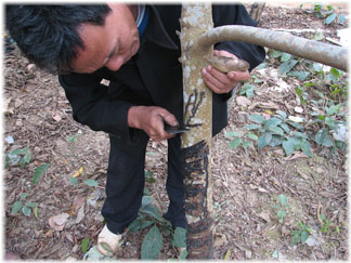 Cutting the Bark