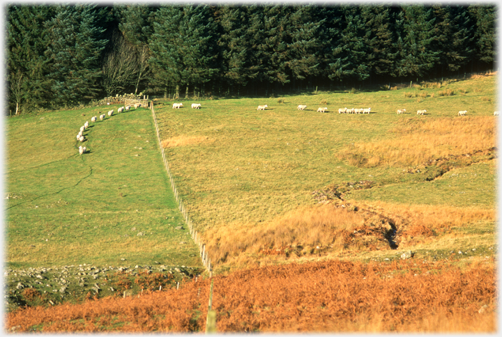 Line of sheep walking near dense woods.