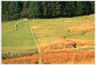 A line of sheep passing a wood.