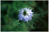 The flower of Nigella damascena.