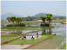 Paddy fields with women plantinf seedings