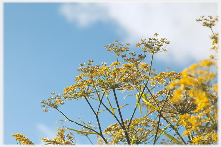 Fennel flowers with dew on them and sky behind.