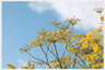 Fennel flowers covered in dew.