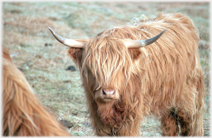 Head of Highland coo with horns.