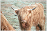 Highland coo with horns looking at camera.