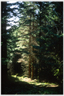 Light falling between pine trees in a forest.