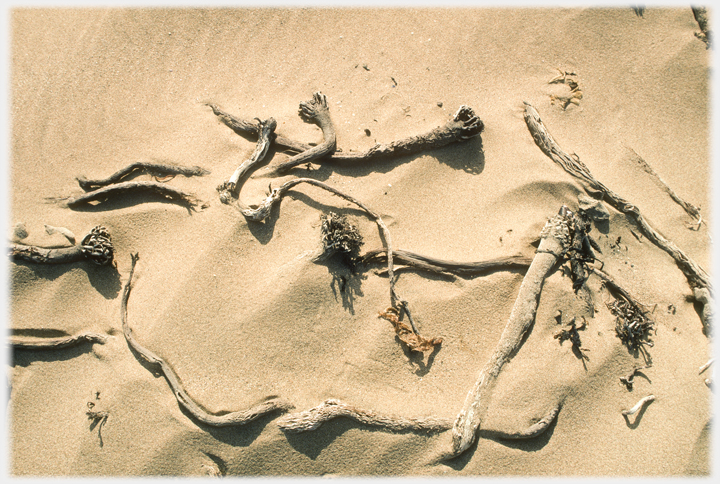 Sand and kelp on the beach at Breithavik.