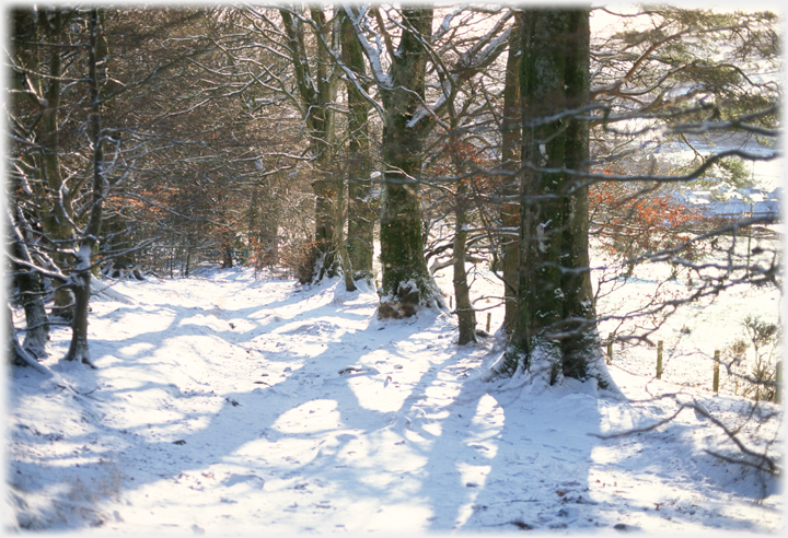 Winter tree trunks and shadows by path.