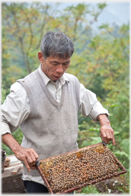 Man holding honey frome from bee hive.