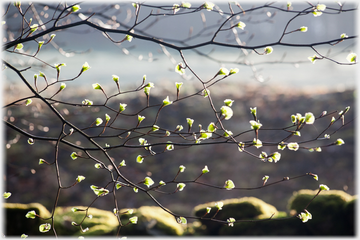 Branch of beech buds with light shining through them.