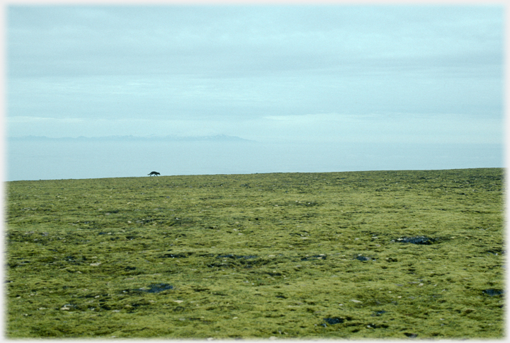 Fox on distant horizon.