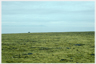 An arctic fox on the distant horizon.