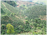 Hillsides covered in rows of coffee plants.