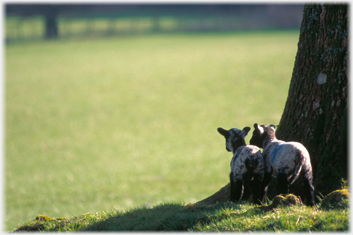 Two lambs looking out from behind a tree at a big field.