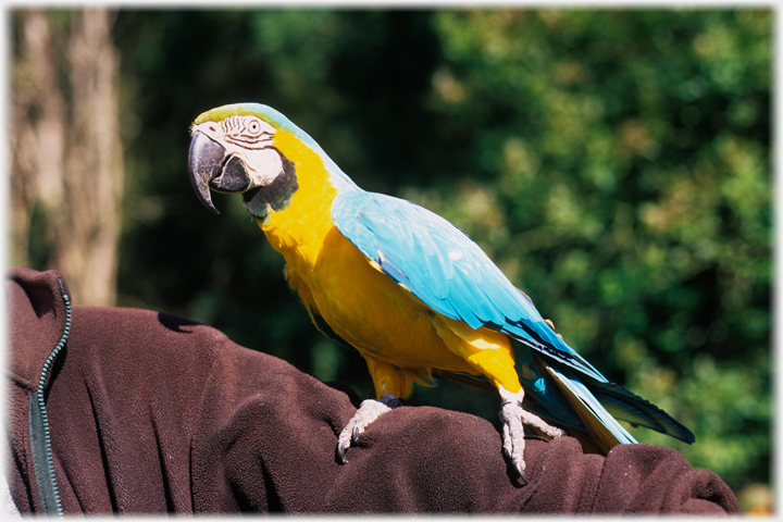 Parrot sitting on arm.