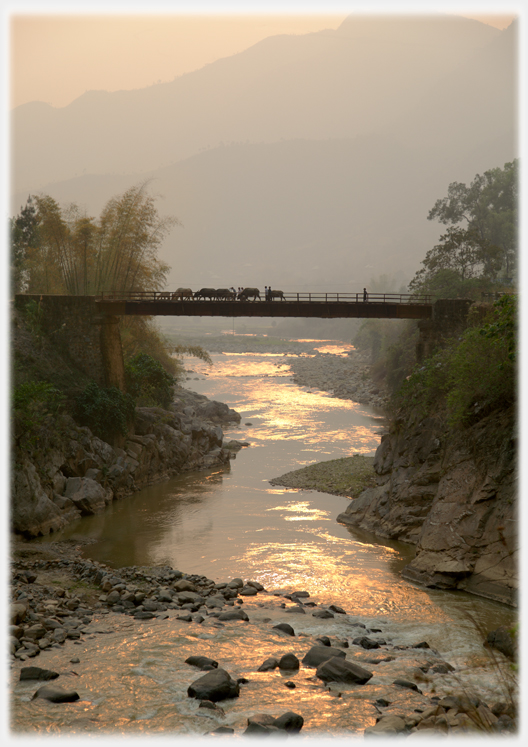 Buffalos crossing bridge at sunset.