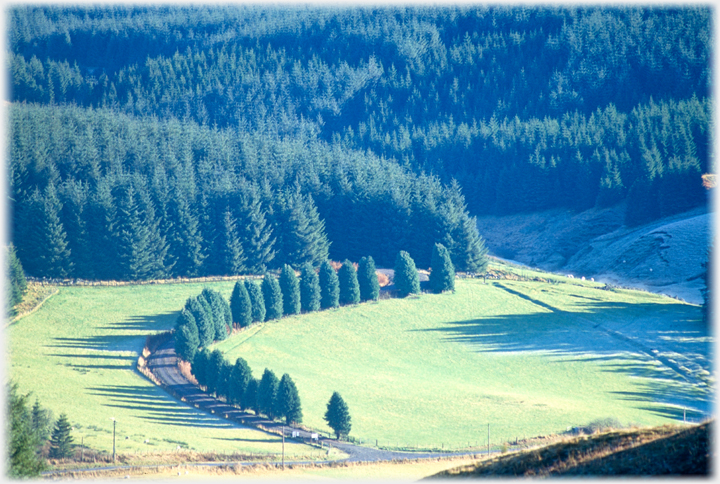 Curved drive with line of trees along one side.